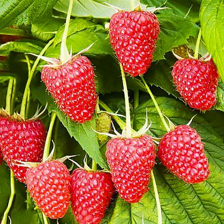 Саженец малины ремонтантной (778364302)