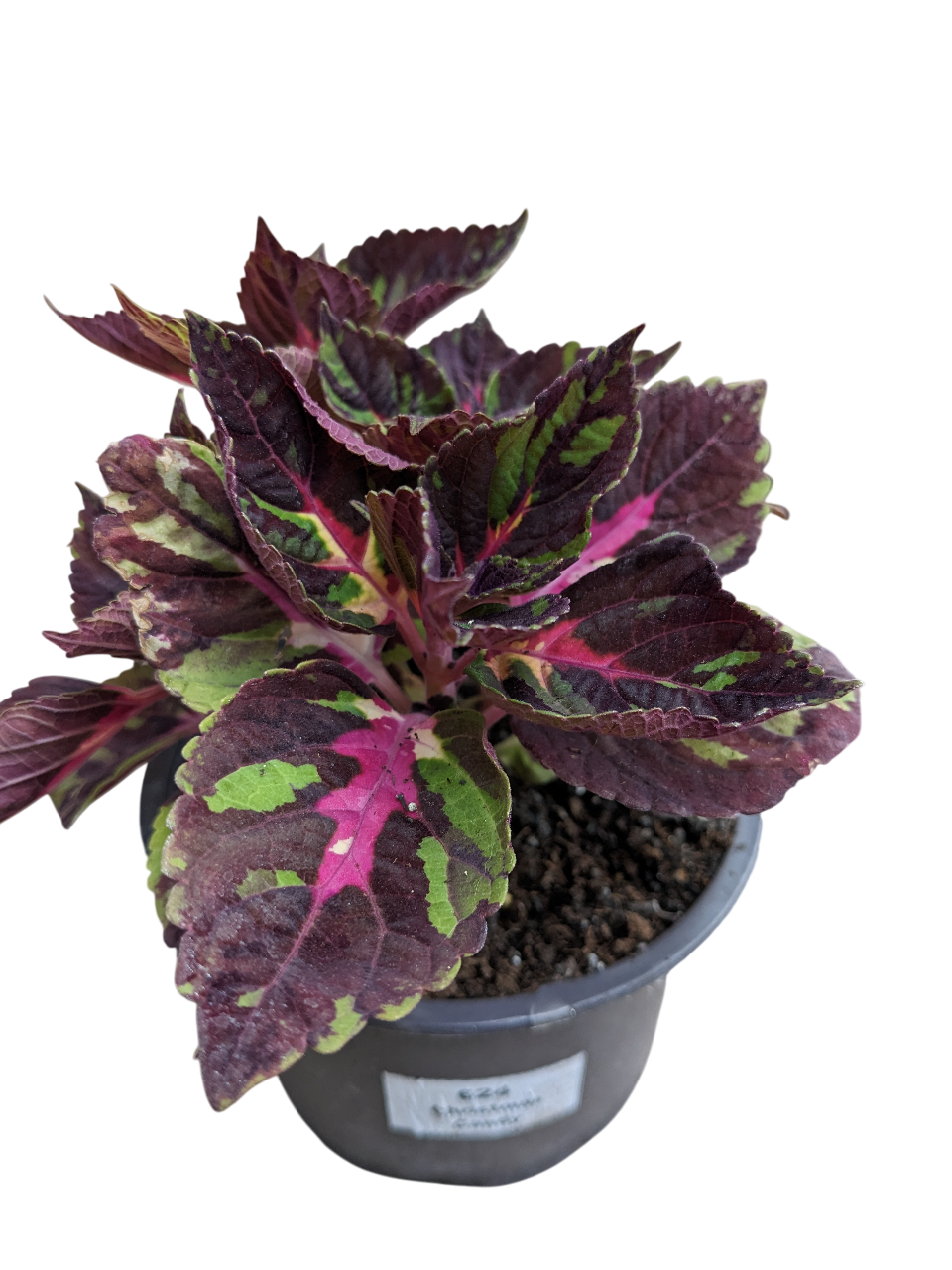 Растение Колеус Christmas Candy 11х20 см (27181646)