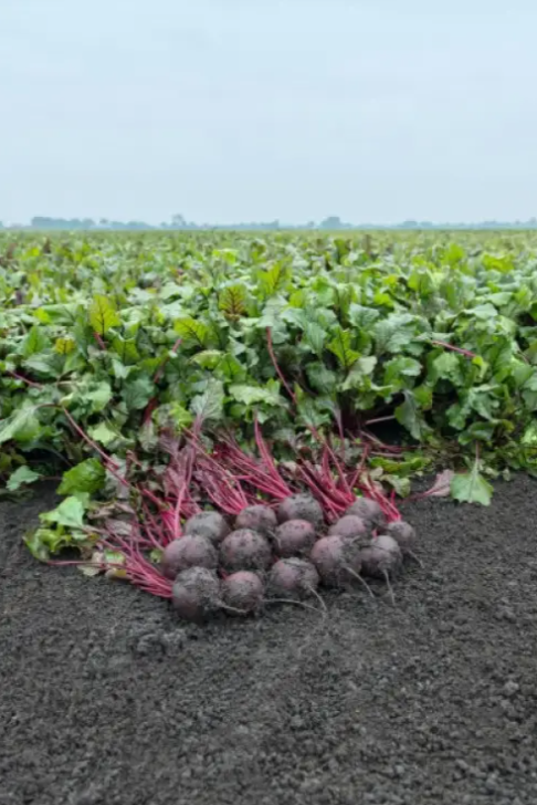 Семена Свекла Manzu F1 Оригинальная упаковка ТД Гекса-Украина 10000 шт. 01-19-066 (IR00609)