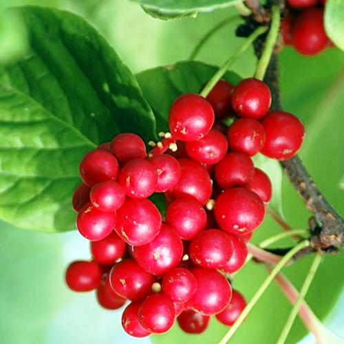 Саджанець лимонника Китайського Schisandra chinensis Р9 (644539711)