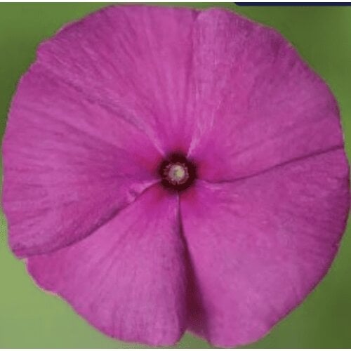 Семена цветов Катарантус Барвинок Blockbuster F1 Hitz Blueberry Crush Floranova 50 шт. (BN13316-3)