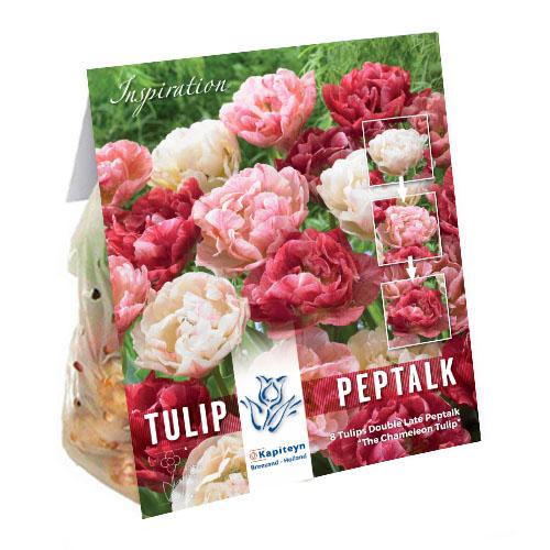 Тюльпан Florium Peptalk брендовые луковицы kapiteyn (15309)
