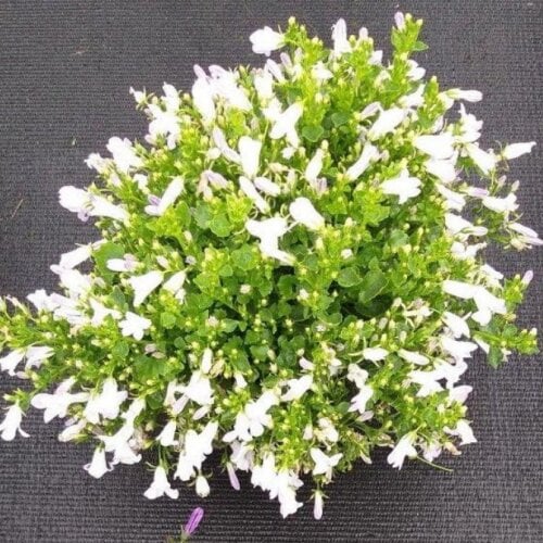 Семена цветов Колокольчик Clockwise White Blush Syngenta 1000 шт. (BN11555)