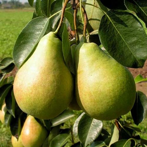 Саджанець груши Мілена осінній сорт (2074227395)