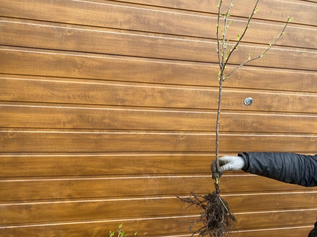 Саджанець червоної порічки на штамбі (12513489) - фото 2 Саджанець червоної порічки на штамбі (12513489) - фото 2