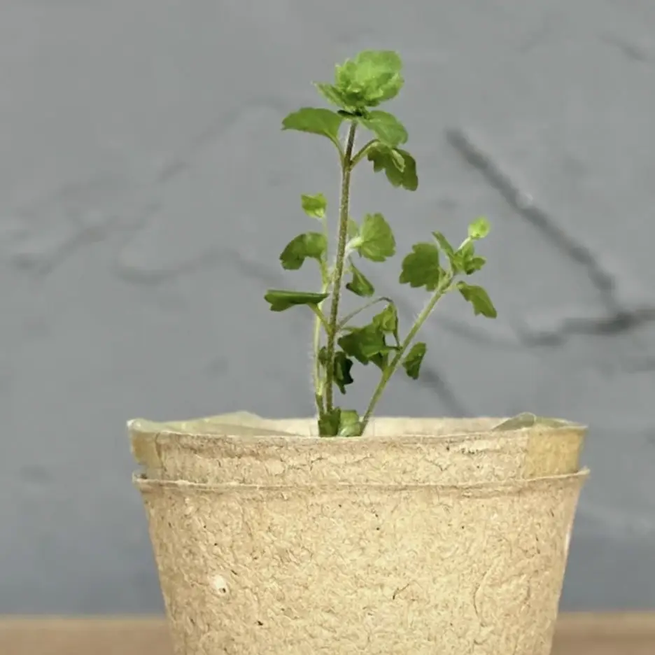 Ігровий набір Fun Game 78522 Ботанічні експерименти підставка/ґрунт/насіння/інструменти (2763976796) - фото 5 Ігровий набір Fun Game 78522 Ботанічні експерименти підставка/ґрунт/насіння/інструменти (2763976796) - фото 5