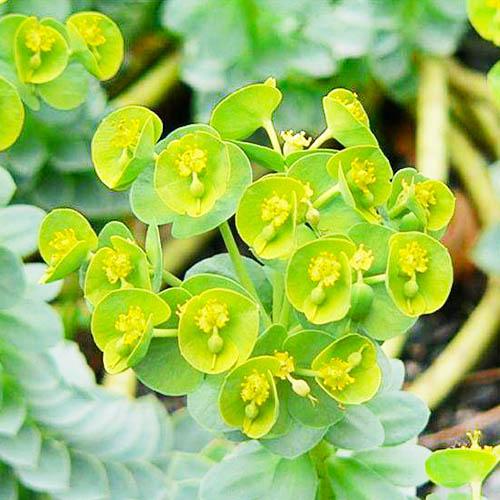 Эуфорбия Florium Myrsinites (18446)