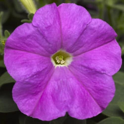 Насіння квітів Петунія дрібноквіткова Picobella Lavender Syngenta 100 шт. (BN02165-3)