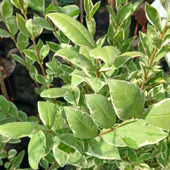 Бірючина овальннолиста Argenteum