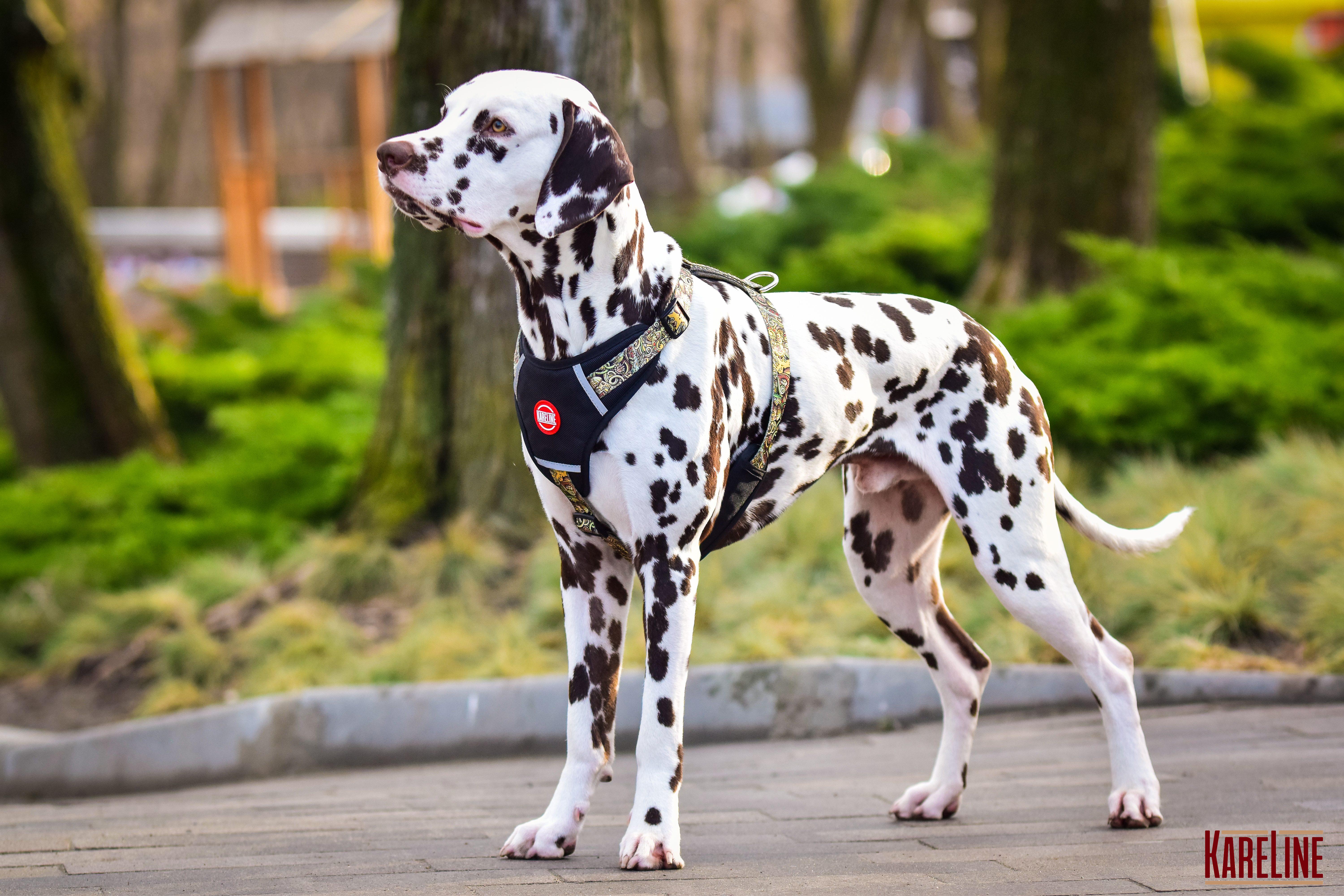 Шлея KareLine AFRIKA из нейлона с узором логотипом и пластиковой пряжкой 10 мм А 220-300 мм В 280-380 мм (0880/11) - фото 4 Шлея KareLine AFRIKA из нейлона с узором логотипом и пластиковой пряжкой 10 мм А 220-300 мм В 280-380 мм (0880/11) - фото 4