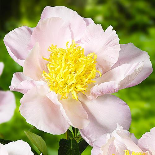 Пион Florium Garden Lace (13327)