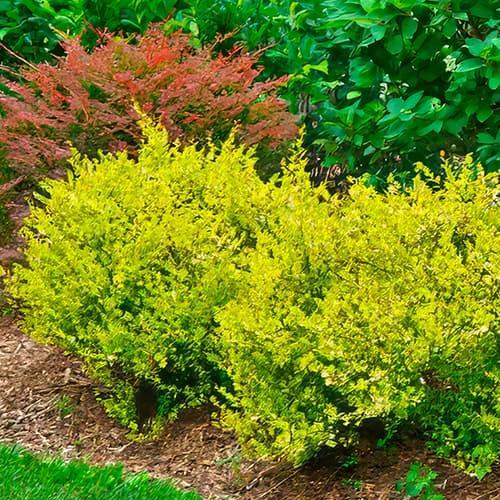 Береза карликова Golden treasure P9 (29294311)