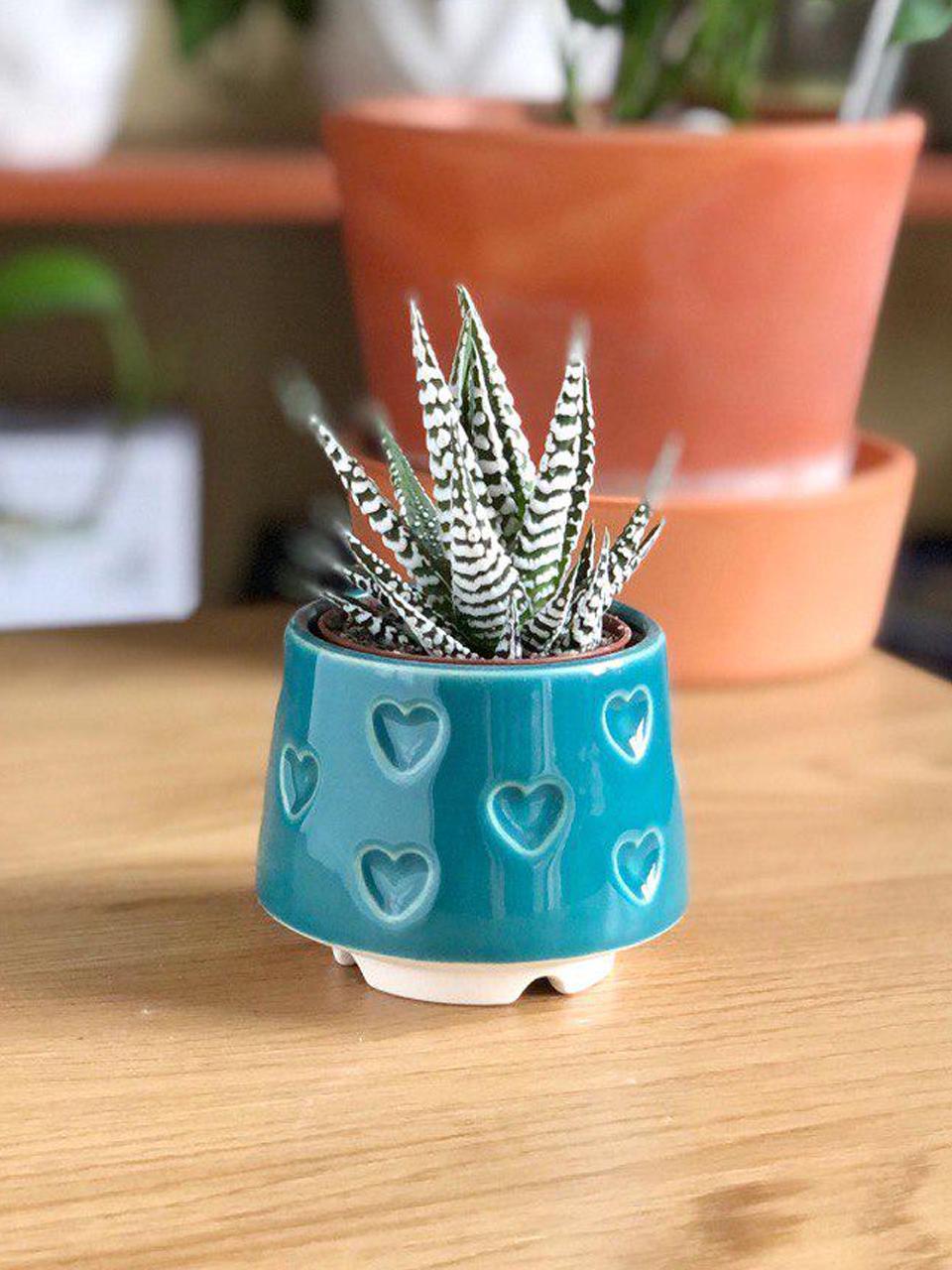 Керамический горшок для суккулентов Mini Plant 6,3х6,4см Арт Сердечки Бирюзовый - фото 1 Керамический горшок для суккулентов Mini Plant 6,3х6,4см Арт Сердечки Бирюзовый - фото 1