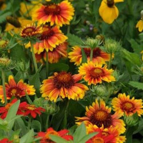 Семена цветов Гайлардия крупноцв Kieft Seed MESA BRIGHT BICOLOUR 5 шт. (BN04268-4)