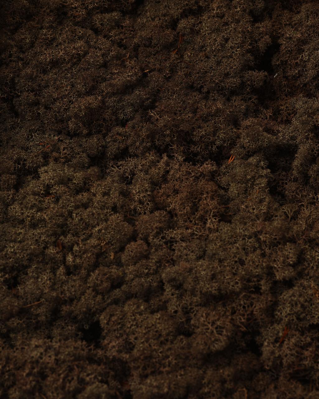 Стабилизированный мох Scandinavia 500 г (65Brown) Стабилизированный мох Scandinavia 500 г (65Brown)