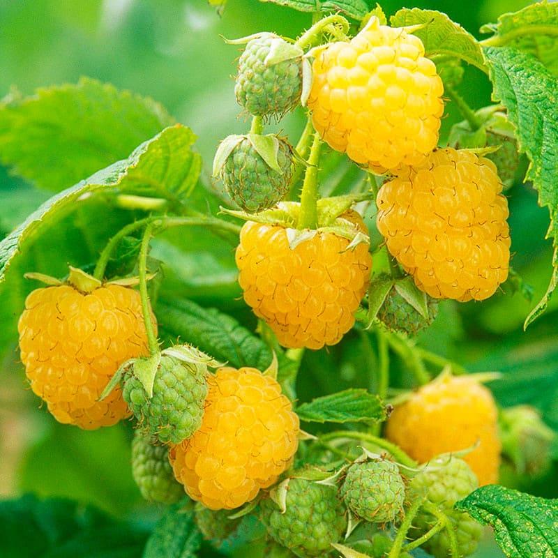 Саженец малины ремонтантной Sugana (1367665293)