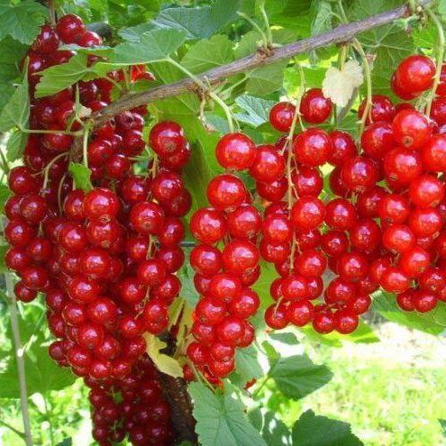 Саджанець смородини червоної Валентинівка пізня промислова (841920603)