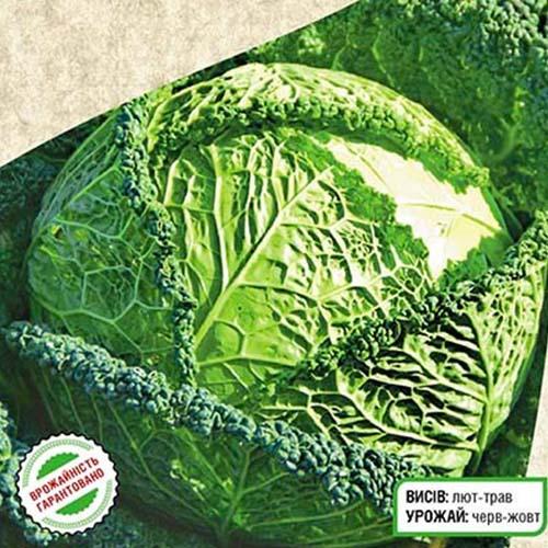 Семена Капуста Florium савойська Форботе (7507) - фото 2 Семена Капуста Florium савойська Форботе (7507) - фото 2