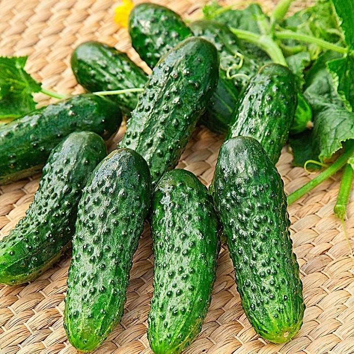 Семена огурца Аякс F1 Nunhems 20 шт. (1746860757)