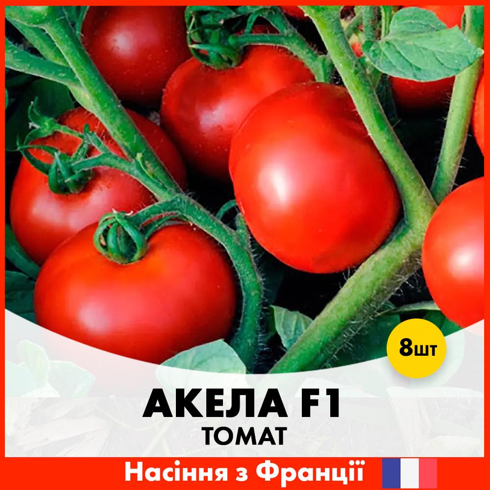 Семена томата Clause Акела F1 8 шт. (R30121)