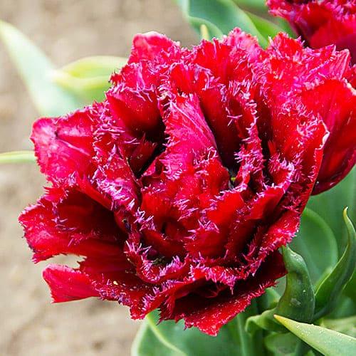 Тюльпан Florium Cranberry Tristle (15106) - фото 2 Тюльпан Florium Cranberry Tristle (15106) - фото 2