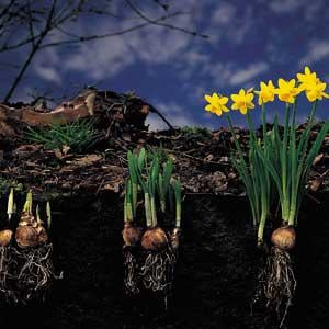 Нарцисс Florium Dutch Master (5756) - фото 7