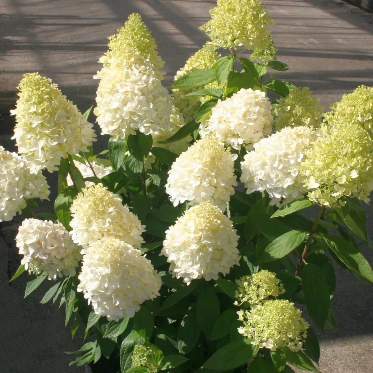 Саджанець гортензії волотистої Hydrangea paniculata Summer Snow Р9 (1727761061)