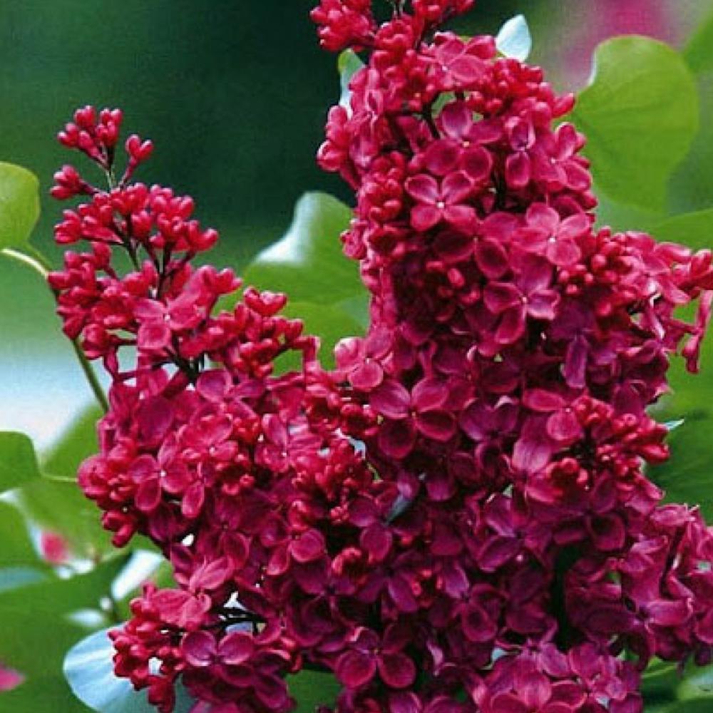 Саджанець бузку Червона Мрія щеплена (14965049)