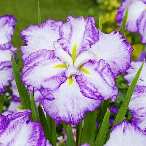 Ирис Florium мечевидный Dinner Plate Tiramisu (12979)