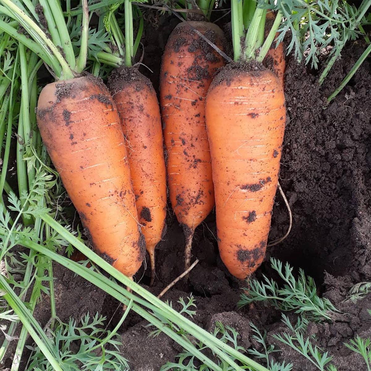 Насіння Cultiva Морква Абако F1 400 шт. (M1) - фото 5 Насіння Cultiva Морква Абако F1 400 шт. (M1) - фото 5