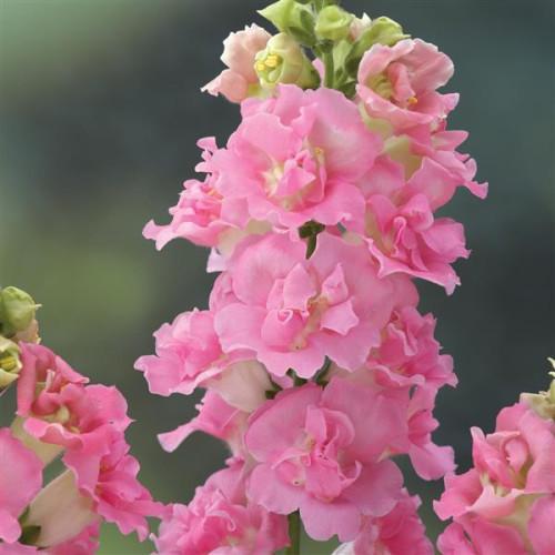 Семена цветов Львиный зев Legend Double F1 Pink Takii 1000 шт. (BN12481)