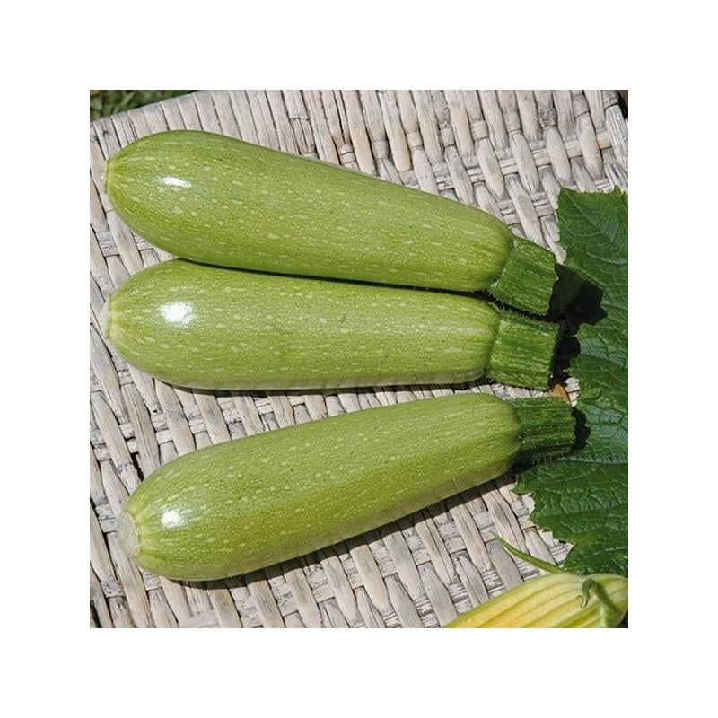 Семена Кабачок Clause SUPER DONIYA F1 2500 шт. (2289677343)