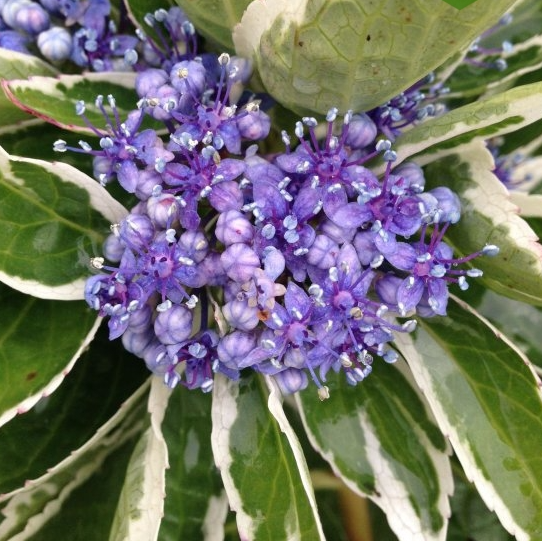 Саженец гортензии крупнолистной Hydrangea macrophylla Mariesii Variegata Р9 (1526693847)