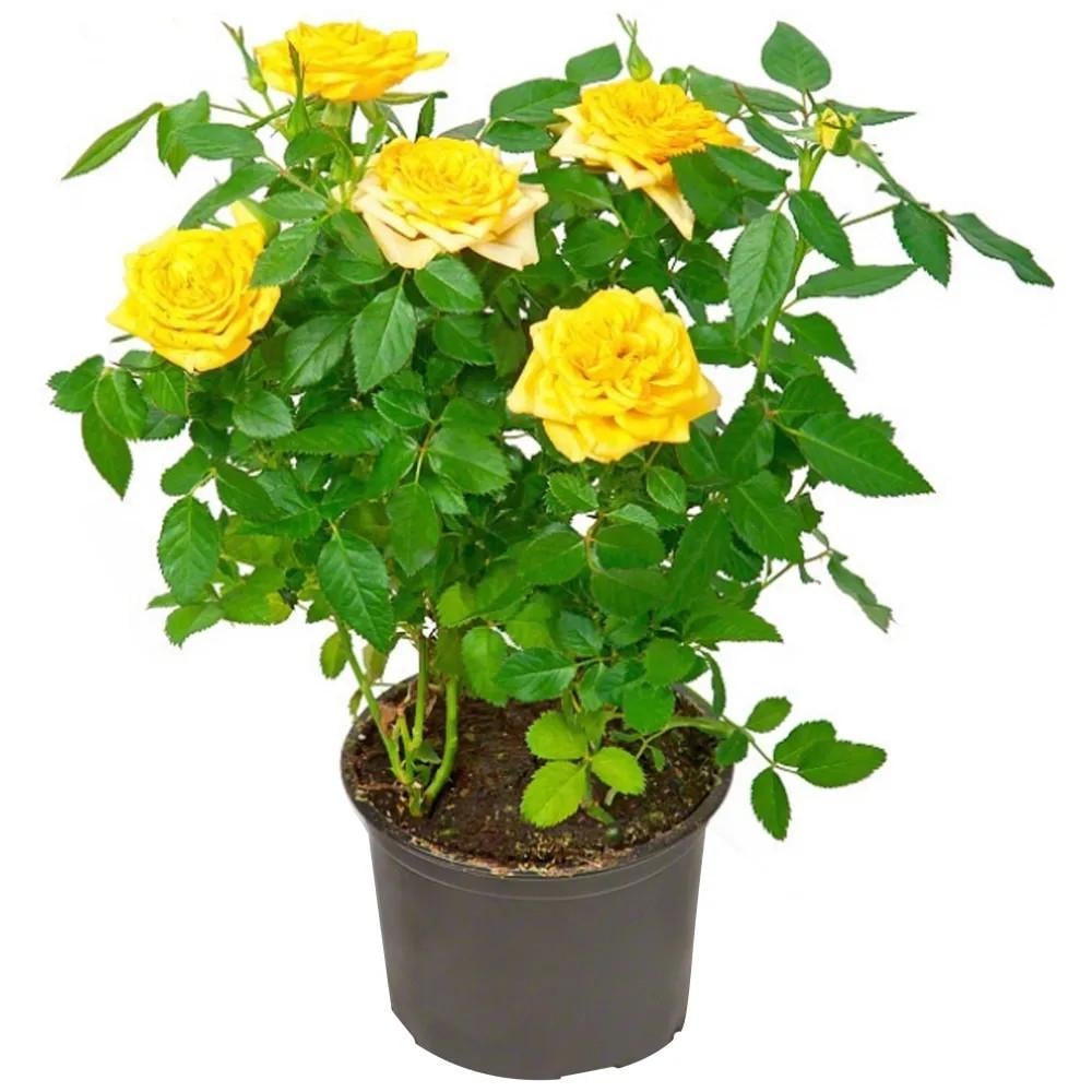 Семена комнатная парфюмерная роза крупные цветки микс цветов 10 шт.