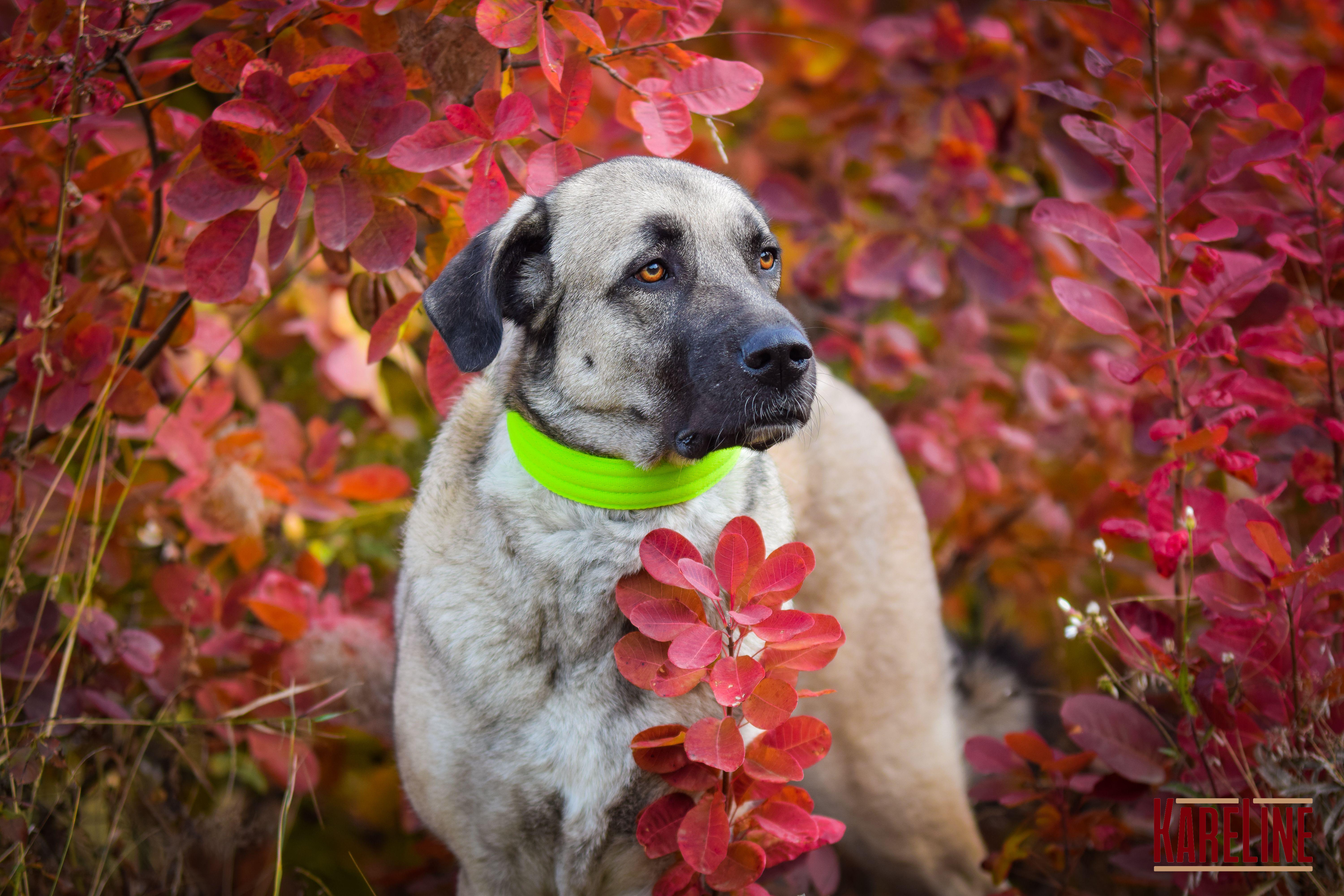Ошейник KareLine усиленный нейлоновый со светоотражающим кантом 48 мм 380-460 мм Салатовый (0955/5) - фото 2
