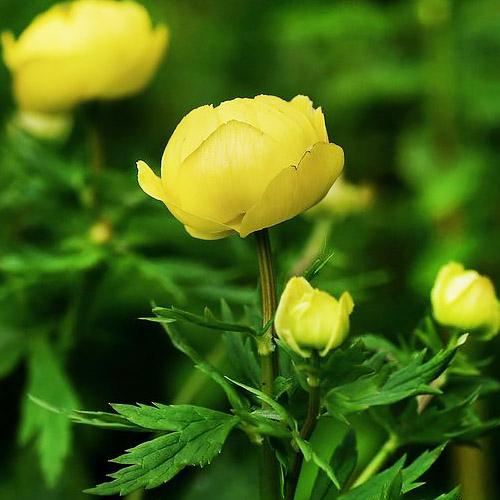 Купальниця Florium Europaeus (8366)