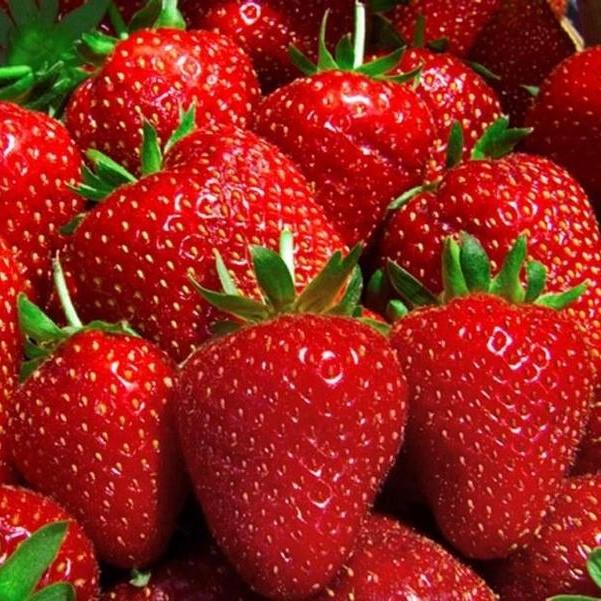 Саженец клубники Nora ранняя (1418017073)