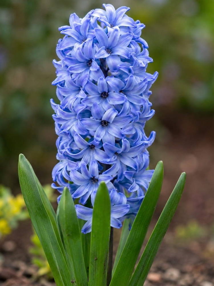 Луковицы цветов Гіацинт Delft Blue 2 шт. (7492)
