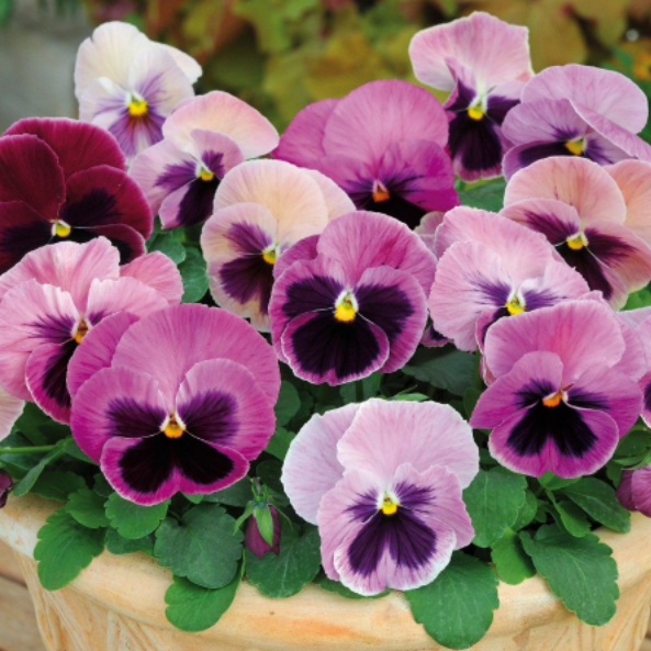 Насіння Віола вітроку Delta F1 Pink Shades ТД Гекса-Україна 02-03-069 50 шт. (IR002870)