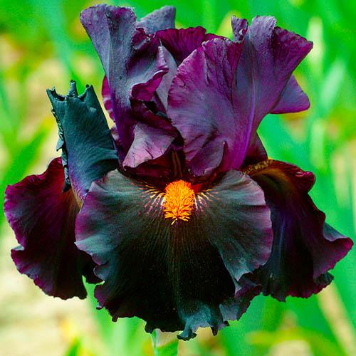 Ирис Dracula's Kiss Florium