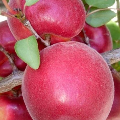 Сажанец Абрикос Фуэго крупноплодный/ранний срок созревания (156838)