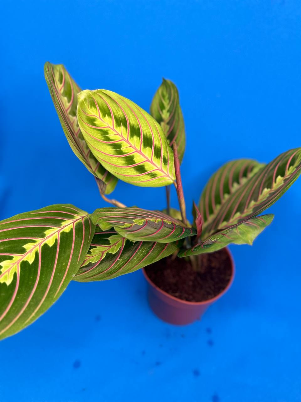 Маранта трехцветная Maranta Fascinator Фастинатор 35 см (38299170)