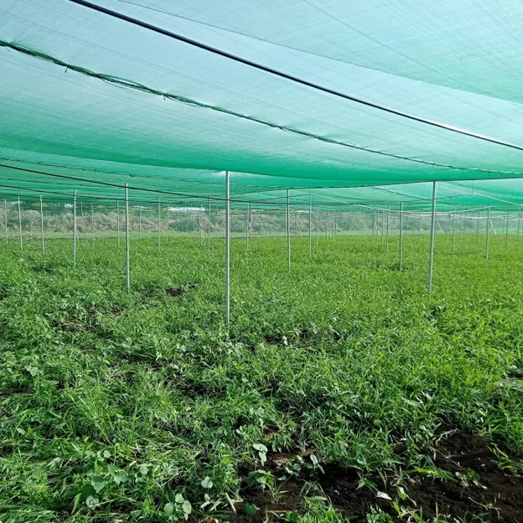 Сетка затеняющая Agreen 70% 60 г/м² 2х100 м 1 м Зеленый (011996) - фото 6 Сетка затеняющая Agreen 70% 60 г/м² 2х100 м 1 м Зеленый (011996) - фото 6