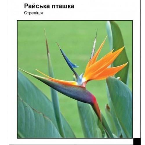 Семена цветов Частный дом Стрелиция Райская птичка 3 шт. (SZ-1113)