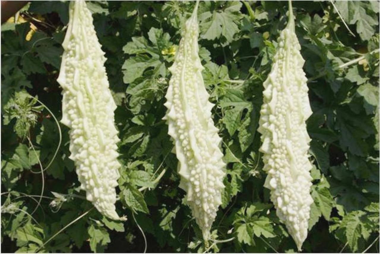 Семена Момордики харанция белая акула White Bitter Gourd 3 шт.