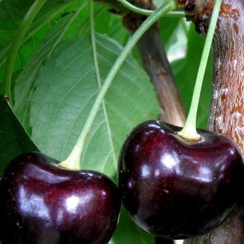 Сажанец Черешня Карина летний сорт поздний срок созревания (23476)