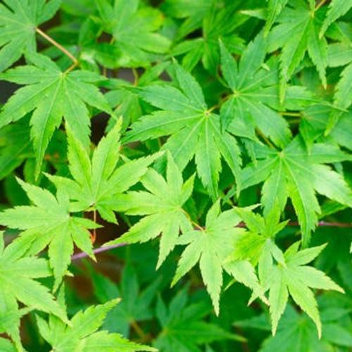 Саджанець клена японського пальмолистого Green горщик р9 (36672867)