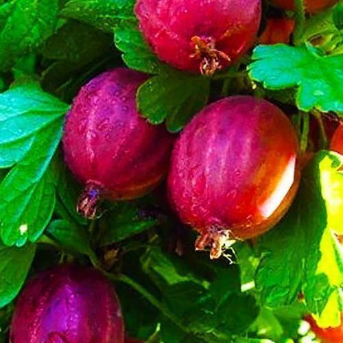 Сажанец Крыжовник Каменяр средне-ранний срок созревания (46080) Сажанец Крыжовник Каменяр средне-ранний срок созревания (46080)