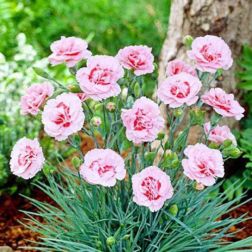 Гвоздика Florium Doris (3933) - фото 2