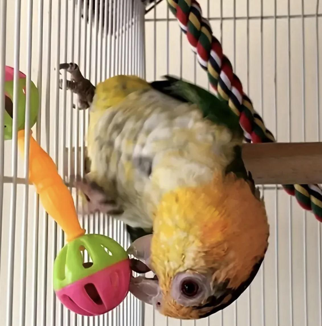 Набір іграшок для папуги Ron 2 шт. (56465465654) - фото 7 Набір іграшок для папуги Ron 2 шт. (56465465654) - фото 7